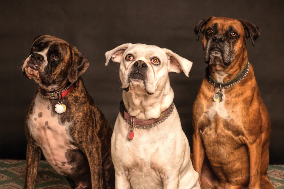 Three dogs sitting together