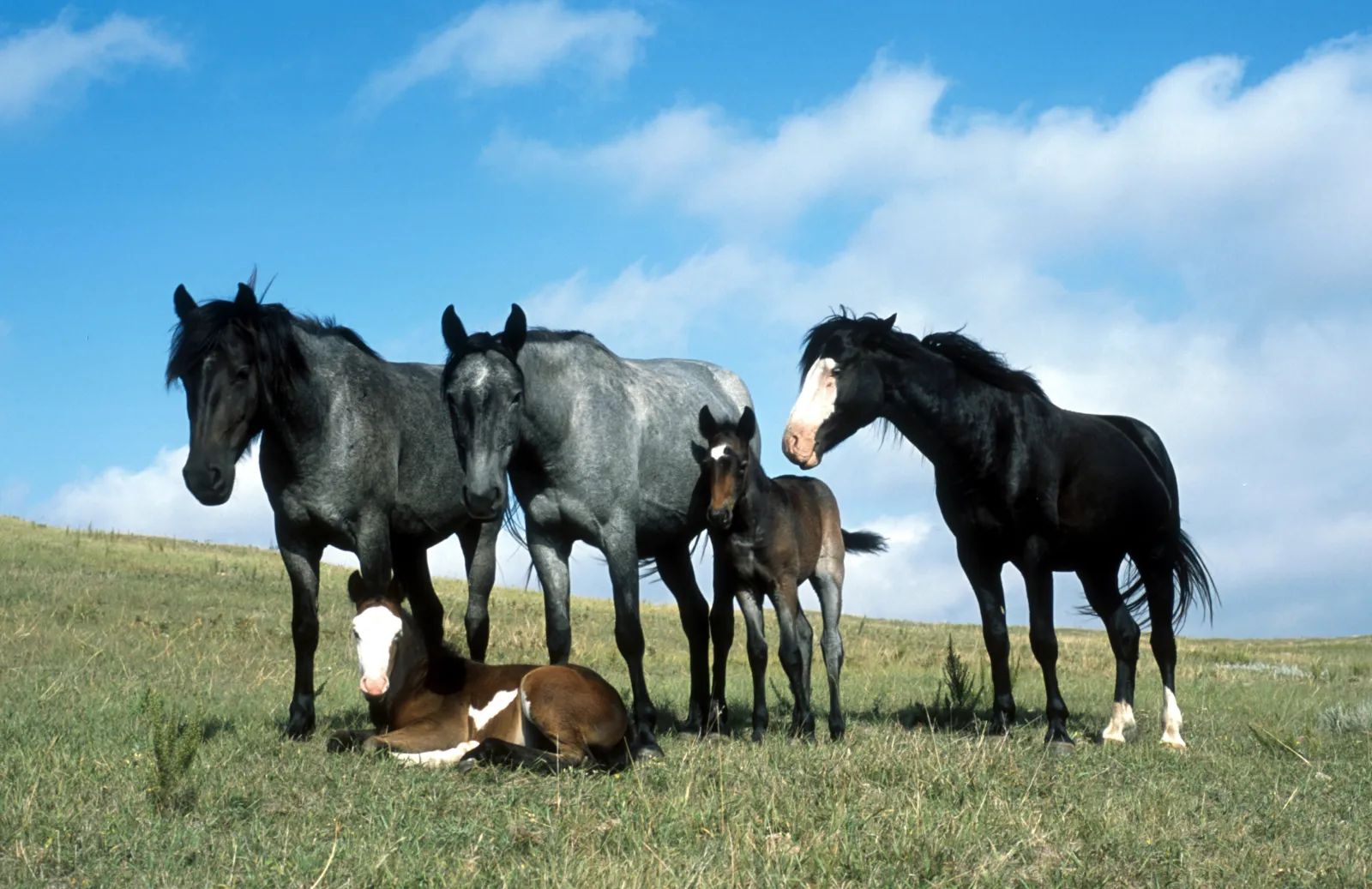 Band of Nokota horses