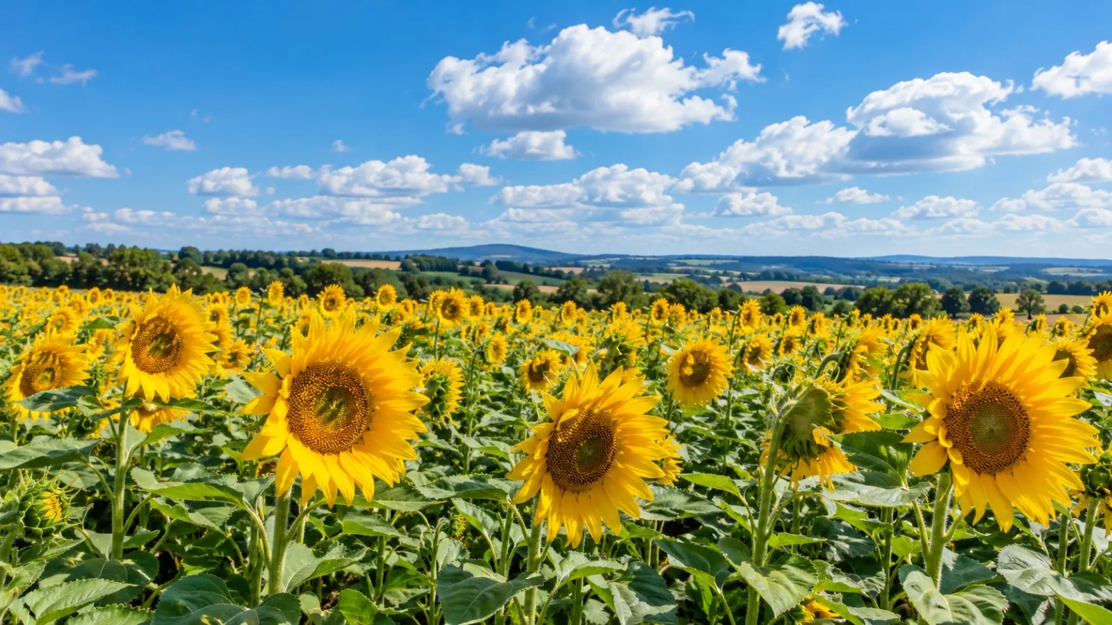 Sunflower field under a summer sky
