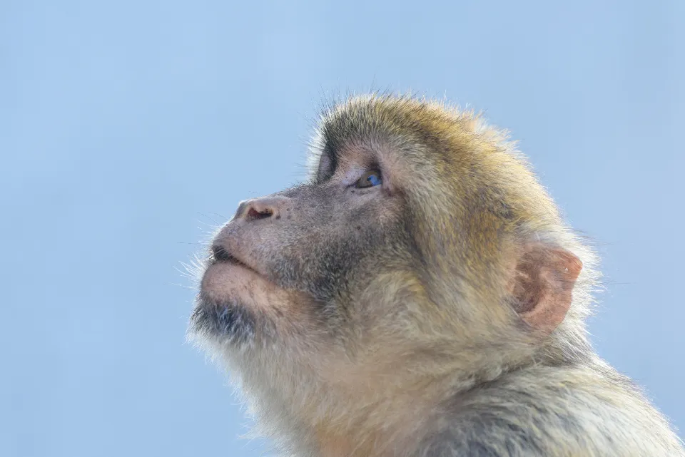 Barbary macaque portrait