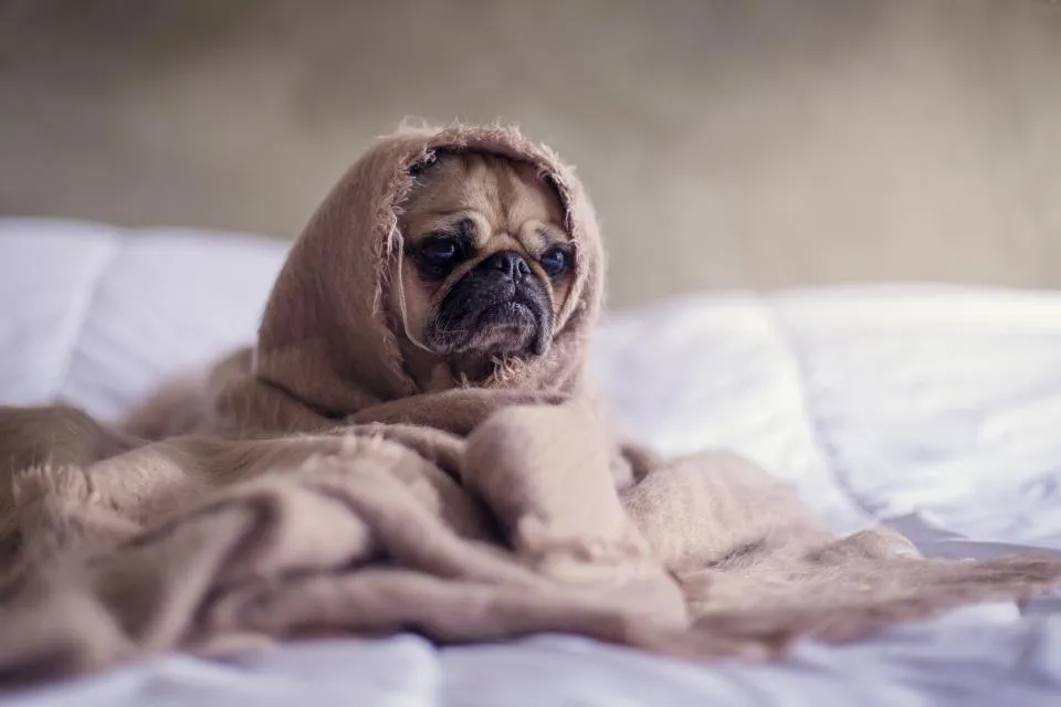 Pug Dog