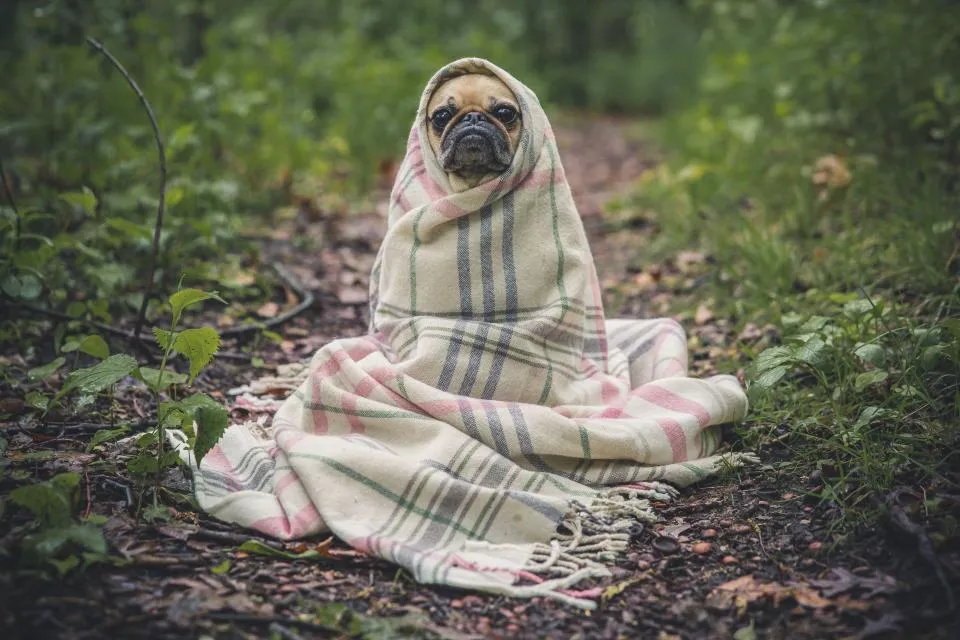 Pug Dog