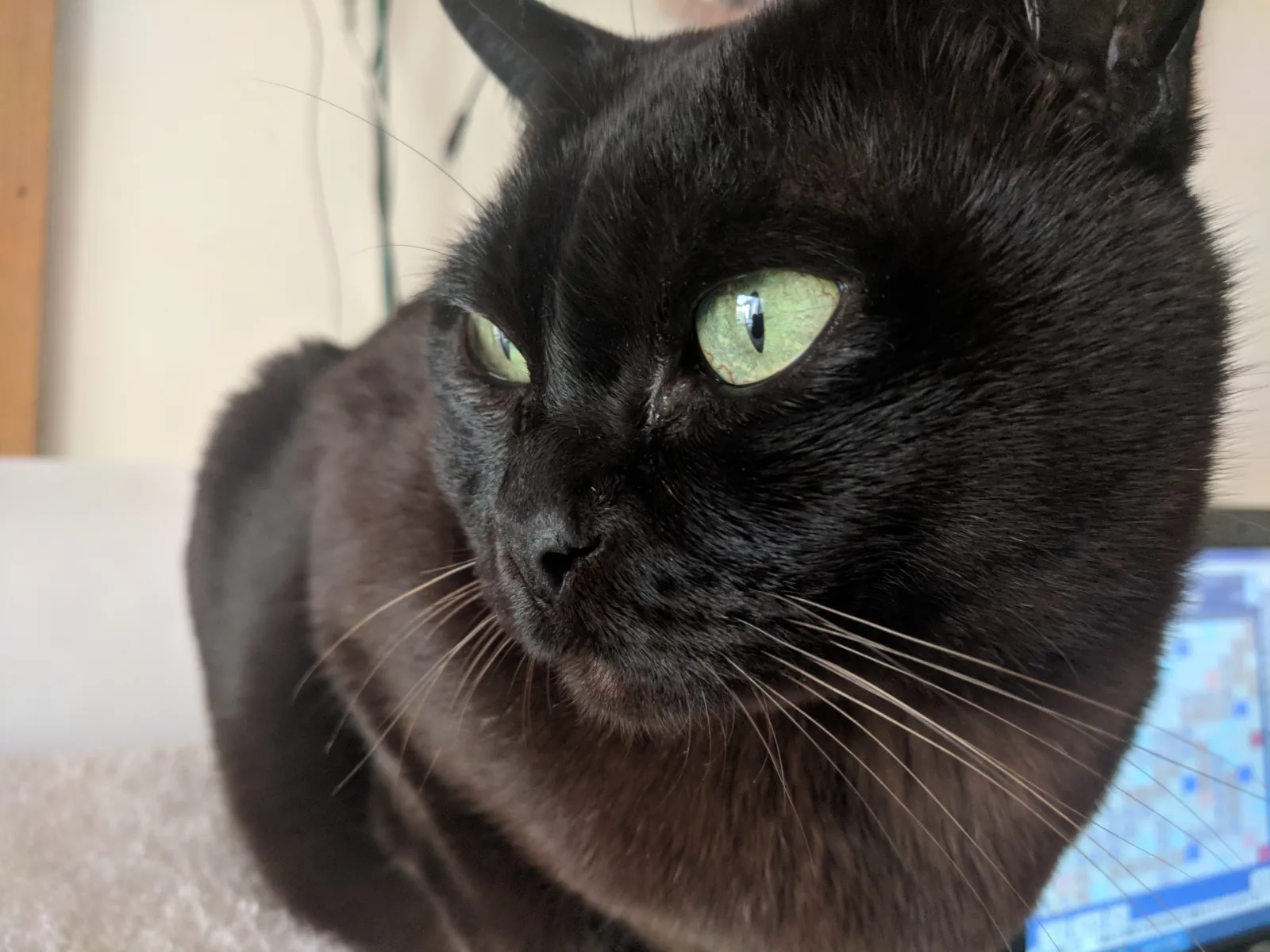 Chocolate Burmese cat