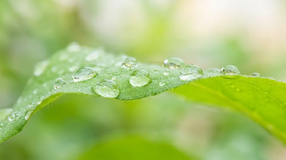 Water droplets on a green leaf