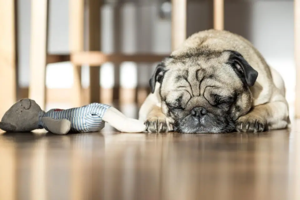 Dog Sleeping