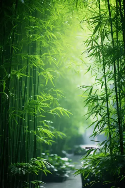 Peaceful bamboo grove