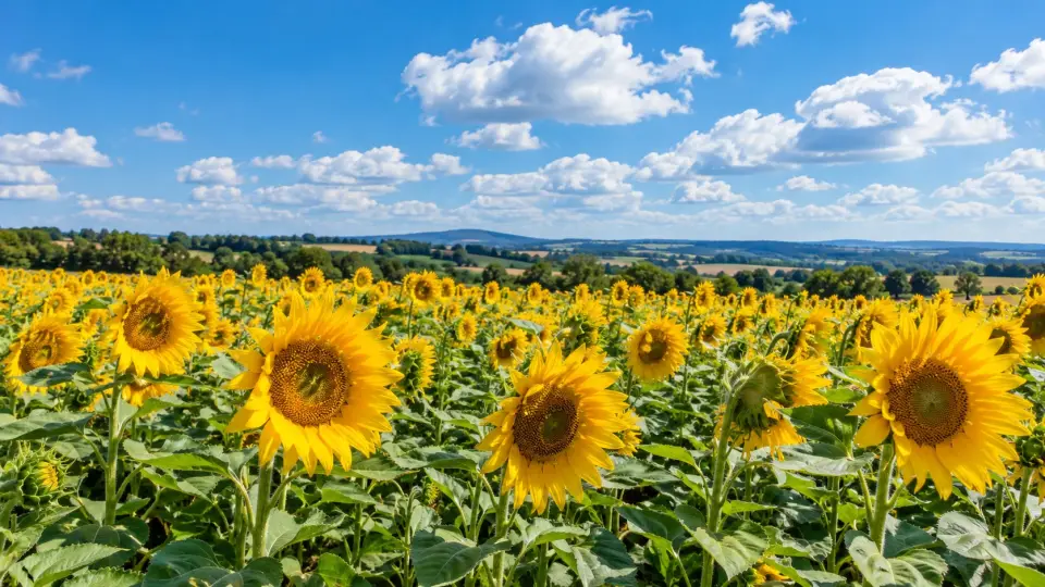 Sunflower field under a summer sky
