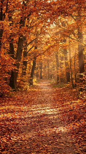 Autumn forest path covered in leaves
