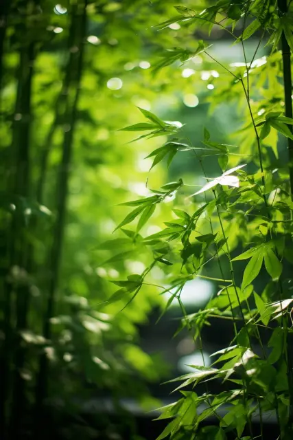 Peaceful bamboo grove