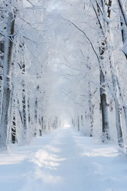 Snow-covered fir forest